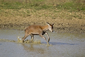 Rutting Prints: Red Deer (Cervus elaphus) calf
