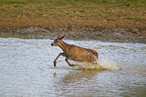 Red Deer (Cervus elaphus) calf, running through water, during rutting season, Minsmere RSPB Reserve, Suffolk, England, october