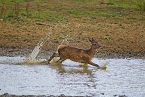 Red Deer (Cervus elaphus) calf, running through water, during rutting season, Minsmere RSPB Reserve, Suffolk, England