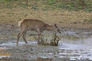 Wallows Prints: Red Deer (Cervus elaphus) calf