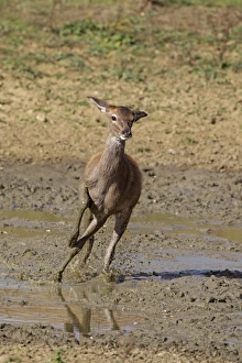 Running Prints: Red Deer (Cervus elaphus) calf