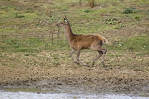 Running Prints: Red Deer (Cervus elaphus) calf
