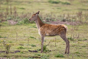 Stretching Prints: Red Deer (Cervus elaphus) calf