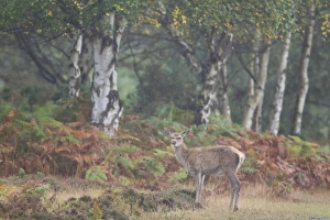 Rainfalls Prints: Red Deer (Cervus elaphus) calf