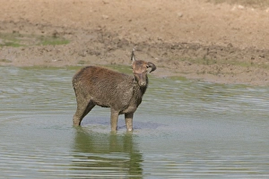 Wallows Prints: Red Deer (Cervus elaphus) calf