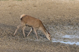 Red Deer (Cervus elaphus) calf, drinking, standing at edge of mud wallow, Minsmere RSPB Reserve, Suffolk, England