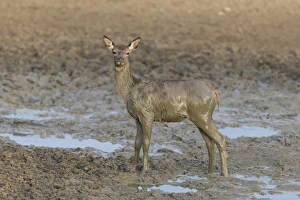 Wallows Prints: Red Deer (Cervus elaphus) calf