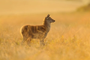Deers Prints: Red Deer (Cervus elaphus) calf
