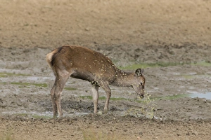 Wallows Prints: Red Deer (Cervus elaphus) calf