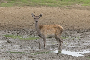 Wallows Prints: Red Deer (Cervus elaphus) calf
