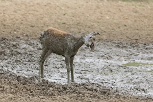 Red Deer (Cervus elaphus) calf, shaking mud from body after wallowing, Minsmere RSPB Reserve, Suffolk, England, October