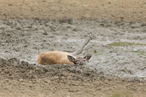 Wallows Prints: Red Deer (Cervus elaphus) calf