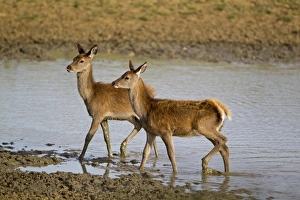 Rutting Prints: Red Deer (Cervus elaphus) two calves