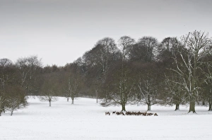Nottingham Prints: Red Deer (Cervus elaphus) herd