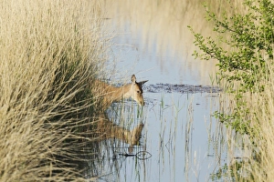 Ungulates Prints: Red Deer (Cervus elaphus) hind