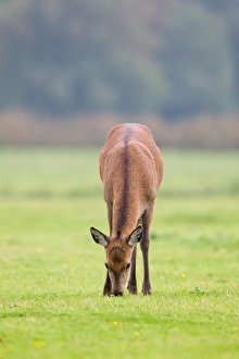 Hinds Prints: Red Deer (Cervus elaphus) hind, grazing, Minsmere RSPB Reserve, Suffolk, England, october