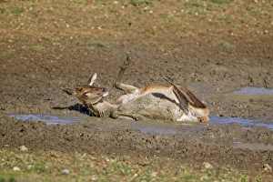 Wallows Prints: Red Deer (Cervus elaphus) hind