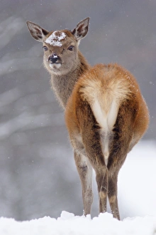Hinds Prints: Red Deer (Cervus elaphus) hind, standing in heavy snow, Yorkshire, England, december