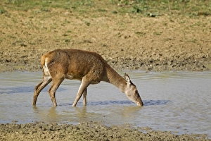Hinds Prints: Red Deer (Cervus elaphus) hind