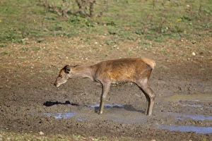 Wallows Prints: Red Deer (Cervus elaphus) hind