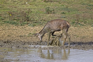 Hinds Prints: Red Deer (Cervus elaphus) hind