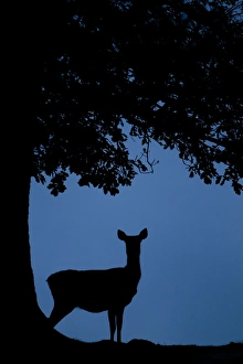 Hinds Prints: Red Deer (Cervus elaphus) hind