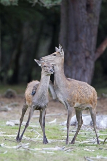 Hinds Prints: Red Deer (Cervus elaphus) hind