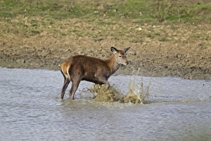 Red Deer (Cervus elaphus) hind, kicking water over body, during rutting season, Minsmere RSPB Reserve, Suffolk, England, october
