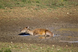 Red Deer (Cervus elaphus) hind, wallowing in mud, during rutting season, Minsmere RSPB Reserve, Suffolk, England, october