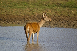 Hinds Prints: Red Deer (Cervus elaphus) hind