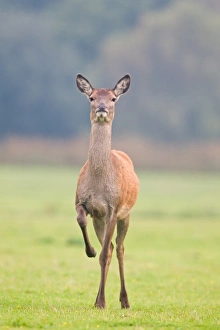 Hinds Prints: Red Deer (Cervus elaphus) hind