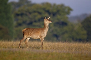 Red Deer (Cervus elaphus) hind, standing alert, Helmingham Hall Deer Park, Suffolk, England, october