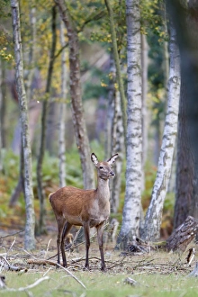 Hinds Prints: Red Deer (Cervus elaphus) hind