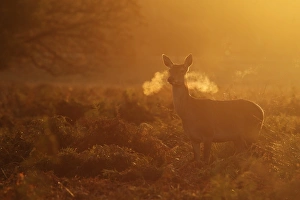 Red Deer (Cervus elaphus) hind, standing alert, breath condensing in cold air at dawn, Richmond Park, London, England