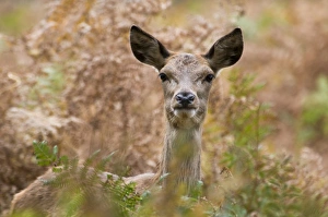Fern Prints: Red Deer (Cervus elaphus) hind