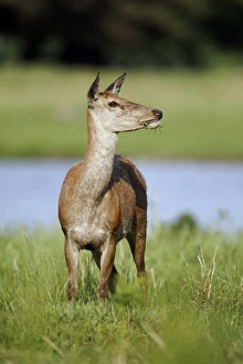 Hinds Prints: Red Deer (Cervus elaphus) hind