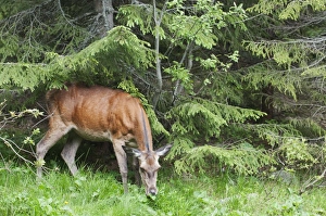 Eastern Europe Prints: Red Deer (Cervus elaphus) hind