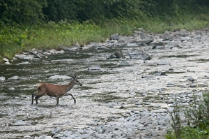 Eastern Europe Prints: Red Deer (Cervus elaphus) hind