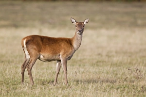 Hinds Prints: Red Deer (Cervus elaphus) hind