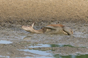 Red Deer (Cervus elaphus) hind, wallowing in mud, Minsmere RSPB Reserve, Suffolk, England, October