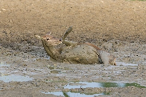 Red Deer (Cervus elaphus) hind, wallowing in mud, Minsmere RSPB Reserve, Suffolk, England, October