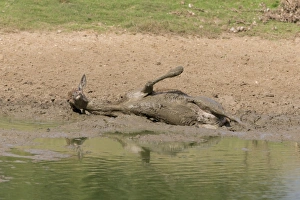 Red Deer (Cervus elaphus) hind, wallowing in mud, Minsmere RSPB Reserve, Suffolk, England, October