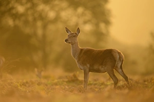 Red Deer (Cervus elaphus) hind, alert, standing at dusk, Bradgate Park, Leicestershire, England, October