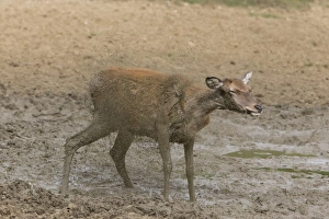 Red Deer (Cervus elaphus) hind, shaking off mud from body, standing in wallow, Minsmere RSPB Reserve, Suffolk, England