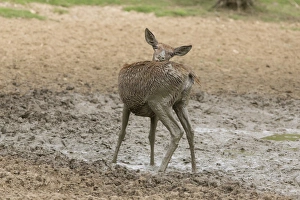 Wallows Prints: Red Deer (Cervus elaphus) hind