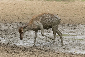 Wallows Prints: Red Deer (Cervus elaphus) hind