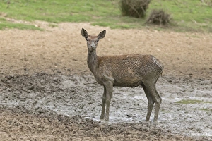 Wallows Prints: Red Deer (Cervus elaphus) hind