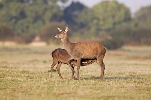 Suckles Prints: Red Deer (Cervus elaphus) hind and calf