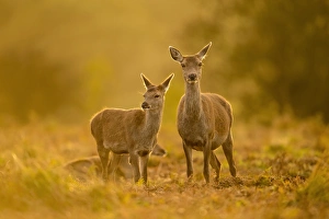 Red Deer (Cervus elaphus) hind and calf, standing together at dusk, Bradgate Park, Leicestershire, England, October