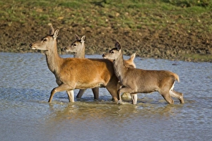 Hinds Prints: Red Deer (Cervus elaphus) hind with two calves